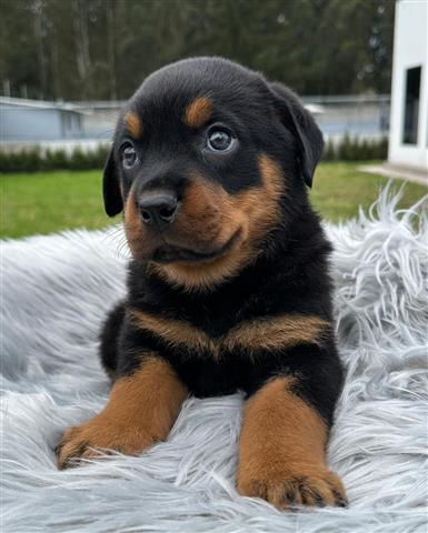 $350 : Cachorrito Rottweiler image 4