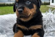 $350 : Cachorrito Rottweiler thumbnail