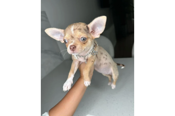 $250 : Teacup Chihuahua puppies image 10