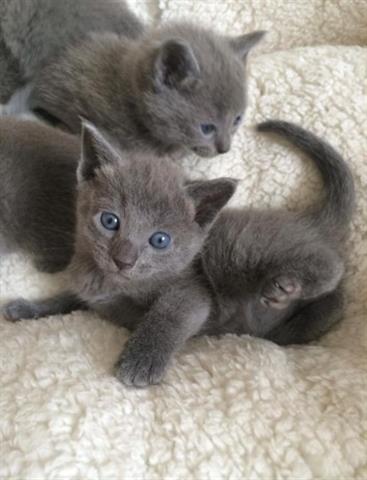 $300 : Russian Blue kittens for adopt image 2