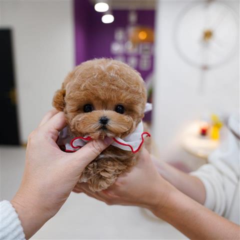 $400 : TOY POODLE PUPPY image 1