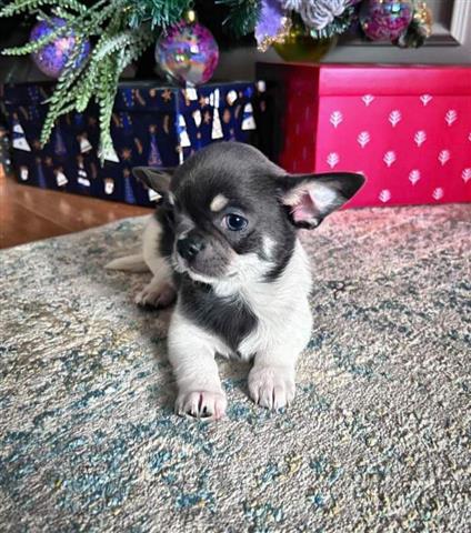 $250 : Chihuahua en adopción. image 2
