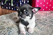 $250 : Chihuahua en adopción. thumbnail