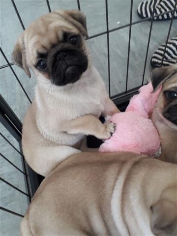 PUG PUPPIES FOR REHOMING image 1