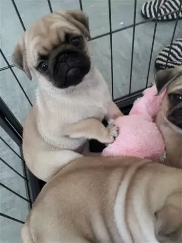 $450 : PUG PUPPIES FOR REHOMING image 1