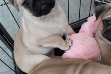 PUG PUPPIES FOR REHOMING en Baltimore