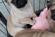 PUG PUPPIES FOR REHOMING en Baltimore
