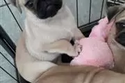 PUG PUPPIES FOR REHOMING
