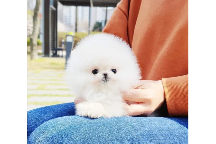 $300 : Pomeranian puppie image 2