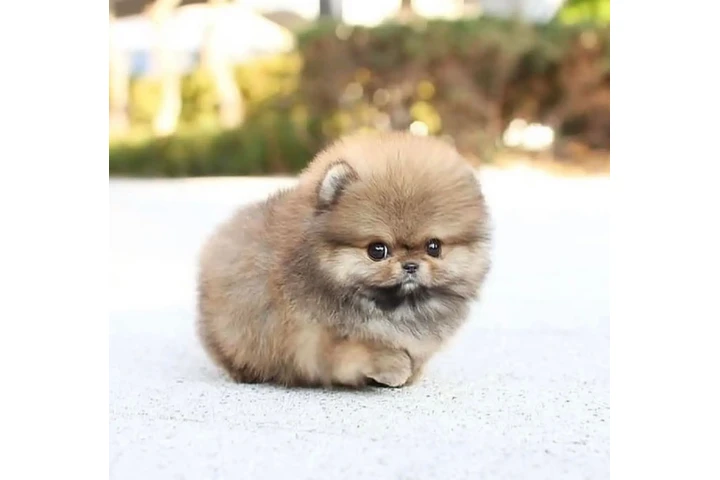 $350 : Pomerania taza de té image 2