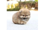 $350 : Pomerania taza de té thumbnail
