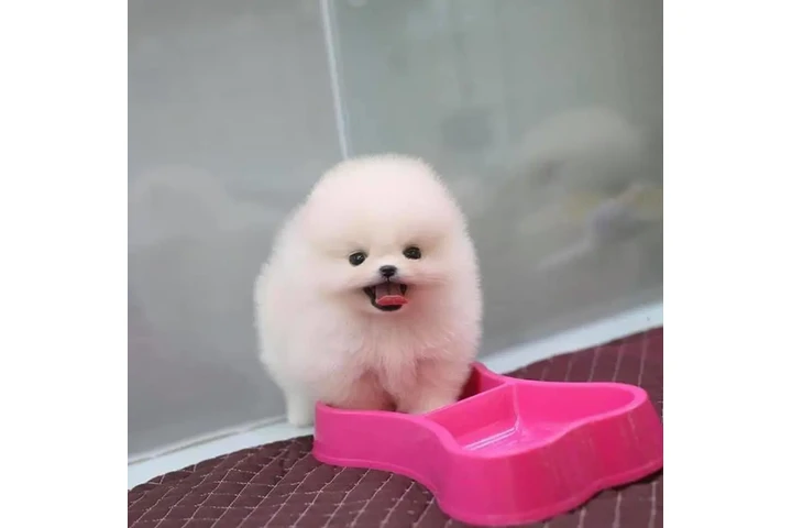 $350 : cachorros de Pomerania image 1