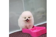 cachorros de Pomerania en Arlington VA