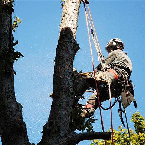 Robles Tree Services & Garden image 1