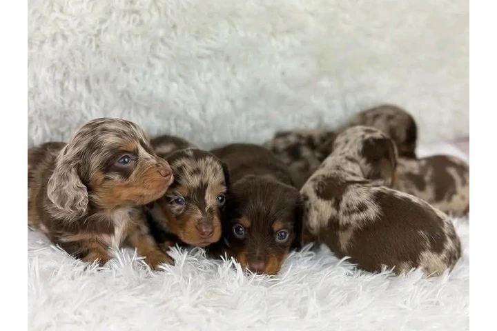 $300 : Adorable Miniature Dachshund image 5