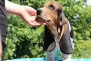 $500 : Basset Hound puros de calidad thumbnail