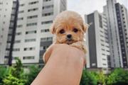 Maltipoo