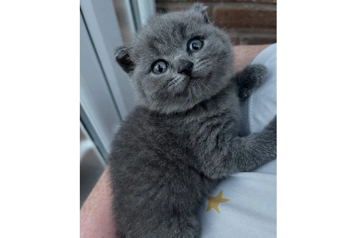 $310 : British shorthair For Sale image 2