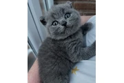 $310 : British shorthair For Sale thumbnail