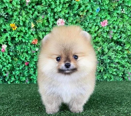 $250 : Teacup Pomeranian Puppies image 3