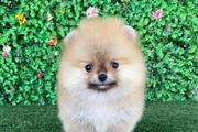 $250 : Teacup Pomeranian Puppies thumbnail