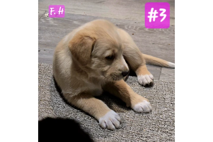 Perritos de 2 meses⁹ image 3