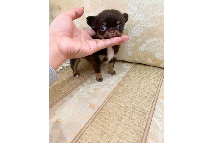 $370 : Teacupchihuahua puppy for sale image 2
