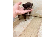 $370 : Teacupchihuahua puppy for sale thumbnail