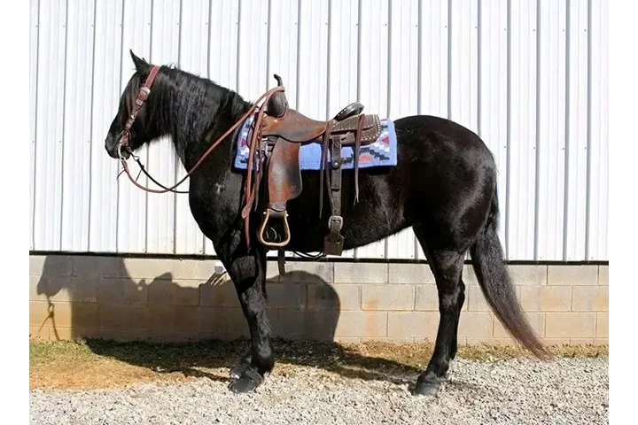 $1700 : Black horse for sale near you image 3