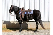 $1700 : Black horse for sale near you thumbnail