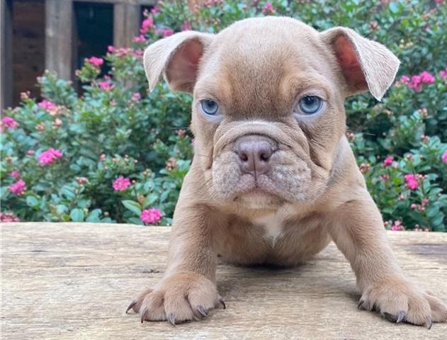 $600 : English bulldog puppy for sale image 2