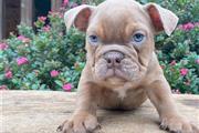 $600 : English bulldog puppy for sale thumbnail