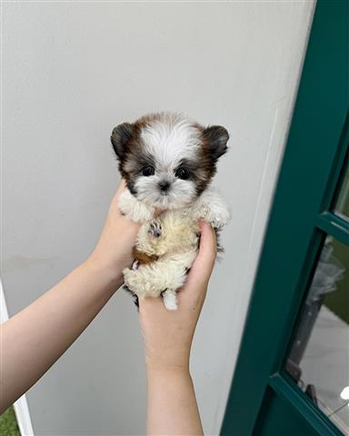 $350 : Shihtzu image 1