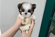 Shihtzu