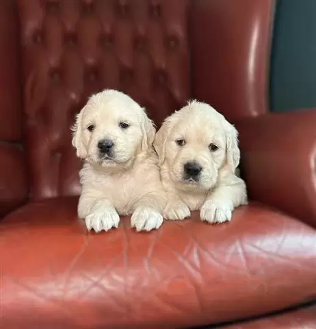 $350 : cachorros golden retriever image 1