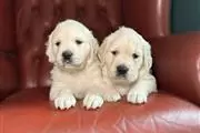 cachorros golden retriever en Durango