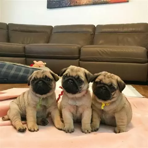 $500 : Preciosos cachorros de pug image 1