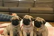 Preciosos cachorros de pug en Honolulu