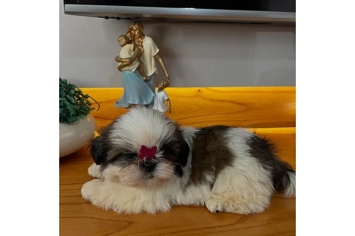 $350 : Cachorros shih tzu navideños image 1