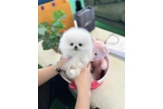 Pomeranian puppy mini