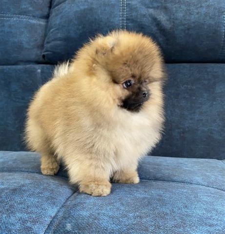 $250 : Teacup Pomeranian Puppies image 2