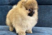 $250 : Teacup Pomeranian Puppies thumbnail