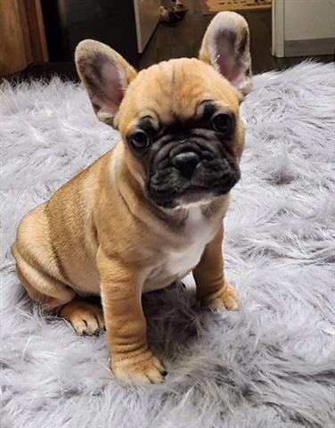 $400 : French bulldog puppy for sale image 1