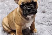 $400 : French bulldog puppy for sale thumbnail