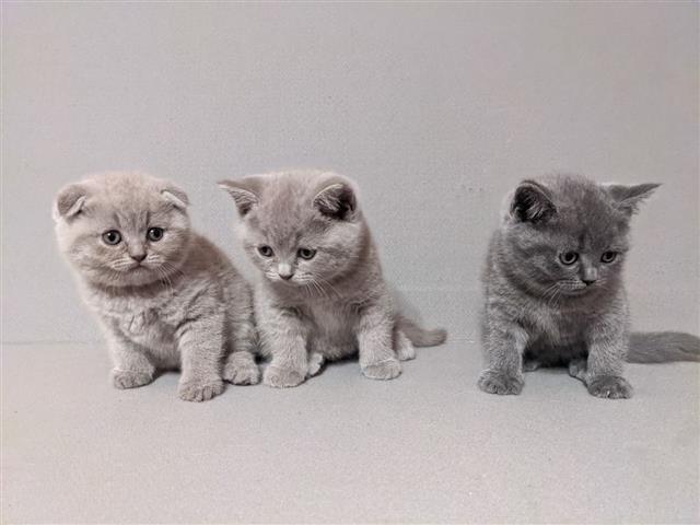 $500 : Adorable Scottish Fold Kittens image 2