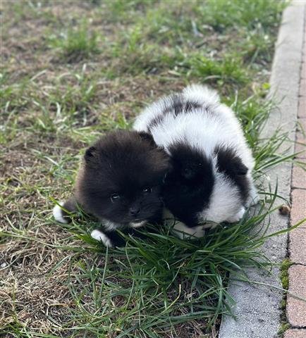 $350 : Pomerania en venta image 1