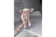 $250 : Chihuahua teacup puppies thumbnail