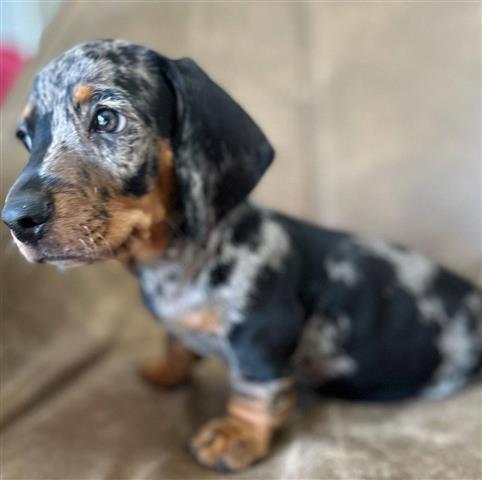 $600 : Adorables cachorros Dachshund image 1