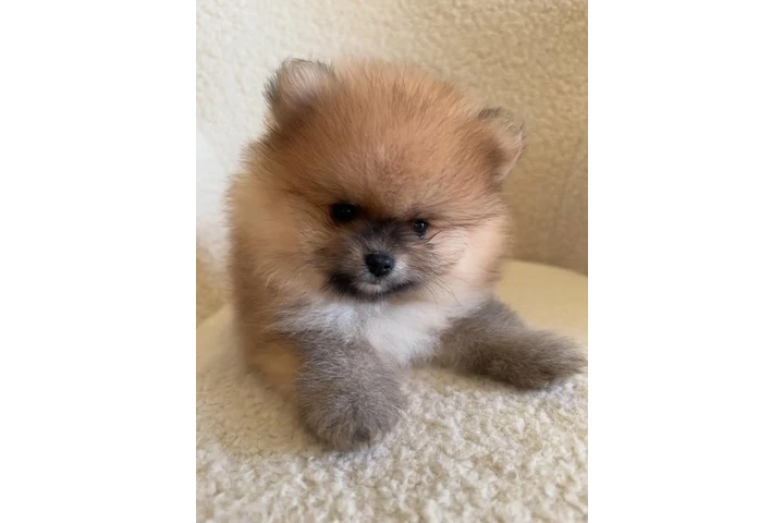$150 : Preciosos Cachorros Pomerania image 1