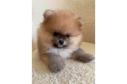 Preciosos Cachorros Pomerania en Denver